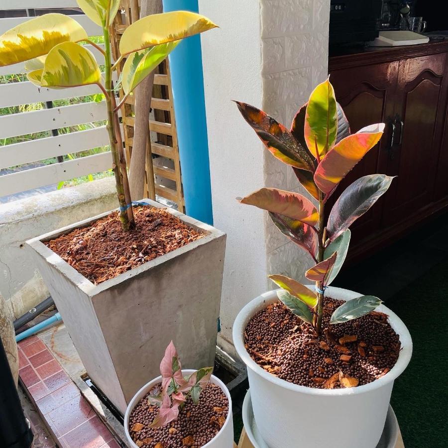 Baan Keang Chon Ayutthaya บ้านเคียงชล อยุธยา Εξωτερικό φωτογραφία